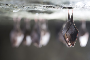 Close up group of small sleeping horseshoe bat covered by wings, hanging upside down on top of cold...
