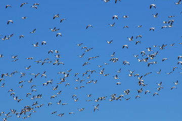 Flying snow geese