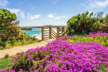 Bright sunny summer coast view to beautiful flowers plants sandy beach bay walk & surfing at rocks...