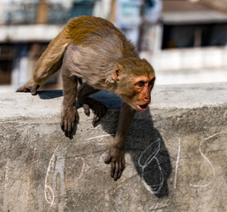 Urban monkey shows anger, while sitting on a wall