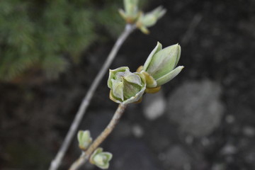 lilac bud on branch macro