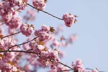 八重桜