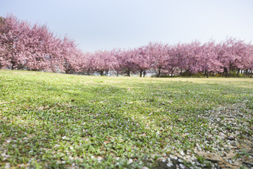 八重桜と公園