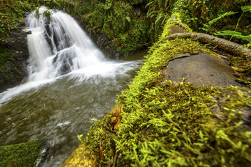 Waterfall full of water and a trunk cover of moss