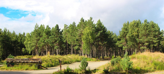 Forestry work 