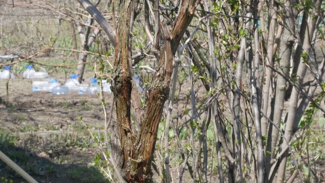 A woman treats a special solution from the pests of the vine branch from the nebulizer