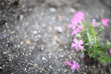 植物 花 ぼかし