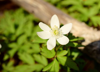 The first spring flowers