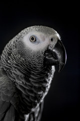 Close up African grey parrot (Psittacus erithacus) head portrait during concentrating on speak by clever repeating talk. Face scene of intelligent gray bird on blank black background with empty space.