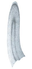 Corn root tip micrograph