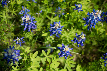  Bluebonnet Texas Flowers in Field
