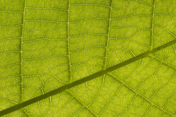 Fototapeta na wymiar Close up backlit yellow green color live tree leaf natural furcate vein net create venation pattern structure background Creative easy light texture wallpaper in backlight with empty space for desktop