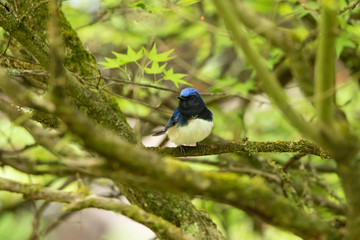 Obraz premium オオルリ