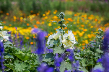 Flowers bloom in the garden with lens blurred effect as foreground and background 