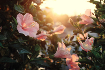 Fototapeta premium rose mallow from hibiscus blooming