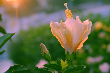 Fototapeta na wymiar rose mallow from hibiscus blooming