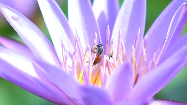 Bee pollinating a lotus flower 4K video. in morning time