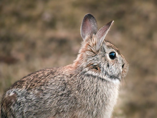 Snowshoe Hare Rabbit - Lepus americanus - looking right in closeup
