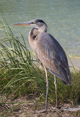 Great Blue Heron Standing In the Grass by the Seashore
