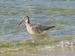 Willet Wading in the Surf Looking for It's Next Meal
