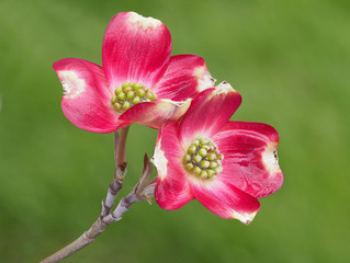 Fototapeta na wymiar Focus Stacked Closeup Image of Red Dogwood Blossoms