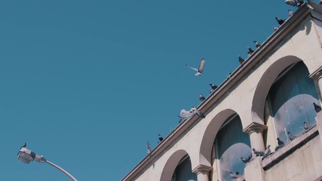 Birds landing on Building