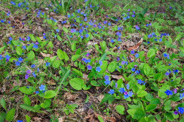 Spring flowers at forest background