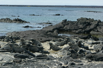 Iguanas em Gal&aacute;pagos, Equador