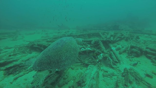 Sea turtle resting in the reefs of Cabo Pulmo National Park, Cousteau once named it The world's aquarium. Baja California Sur,Mexico.