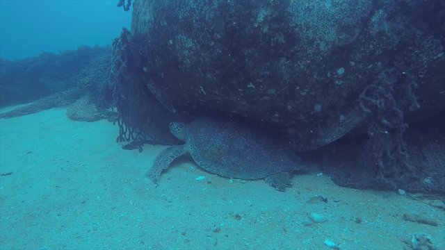 Sea turtle resting in the reefs of Cabo Pulmo National Park, Cousteau once named it The world's aquarium. Baja California Sur,Mexico.
