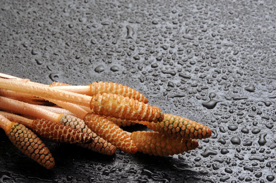 Equisetum Schachtelhalme Equiseto Horsetail Skrzyp Snake grass Kortteet كنباث Puzzlegrass 속새류 שבטבט Хвощ 木贼属 Sneller Coda cavallina arvense 