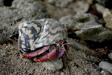 shellhouse