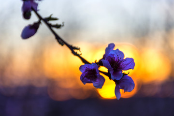 Flor, flores de melocotonero, rosa, a contraluz, al atardecer