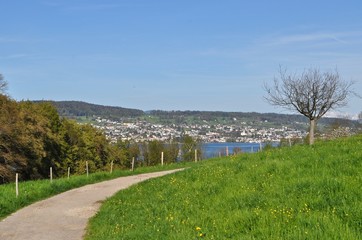 Fototapeta na wymiar Wanderweg / Weg durch Wiese am Waldrand auf der Halbinsel AU am Zürichsee. Im Hintergrund Gemeinde Meilen und Uetikon am See, Schweiz