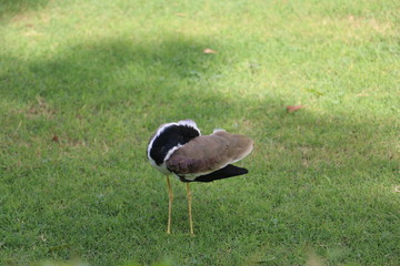 An Asian bird resting in a lawn from Hot Sun