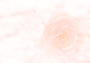 Fototapeta na wymiar Rose flower, Greeting Card Templates