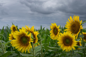 Obraz premium Champ de tournesols sous l'orage
