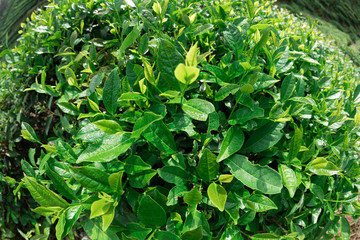 Growing green tea plants in spring mountains