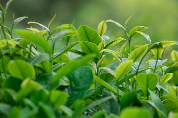 Growing green tea plants in spring mountains