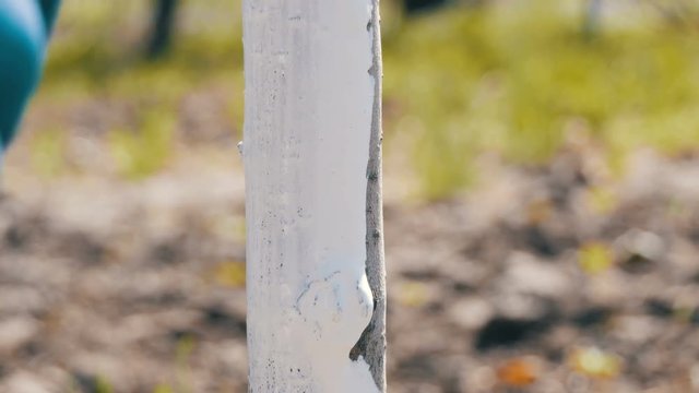 Brush trees against pests. White paint color tree trunks