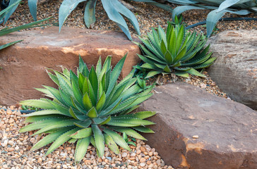 Agave plant tropical drought tolerance has sharp thorns.,Agave tequilana