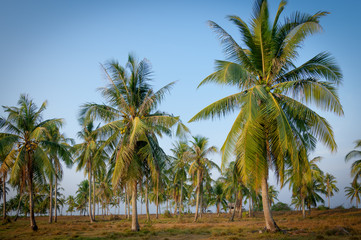 Coconut palm trees at side of tropical beach with blue sky