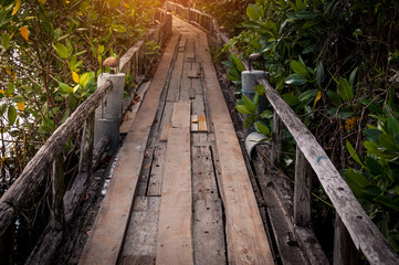 Wood walkway path over river and through tropical forest