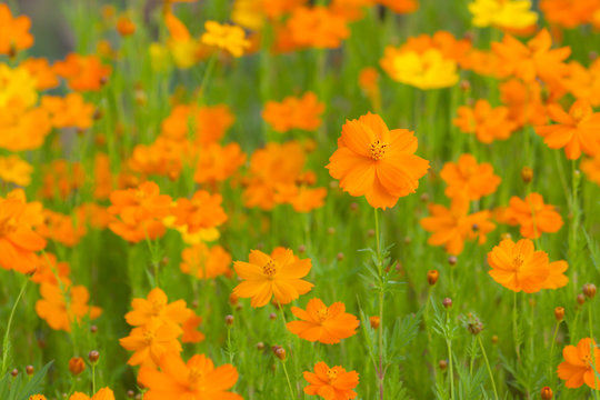 Orange cosmos flowers