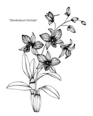 Orchid flower drawing illustration.