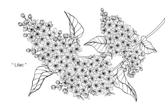 Lilac Flower Drawing Illustration Stock Illustration Adobe Stock Lilac Flower Drawing Illustration Stock Illustration Adobe Stock