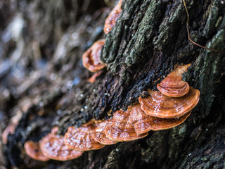 Natural mushroom on tree