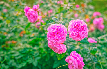 Roses, A bunch of pink roses blooming beautifully in the garden in front of the house.