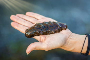 Marine sea lies on the hand, only the marine delicacy on the drawn out Palm, 