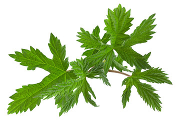 Hop plant closeup leaf